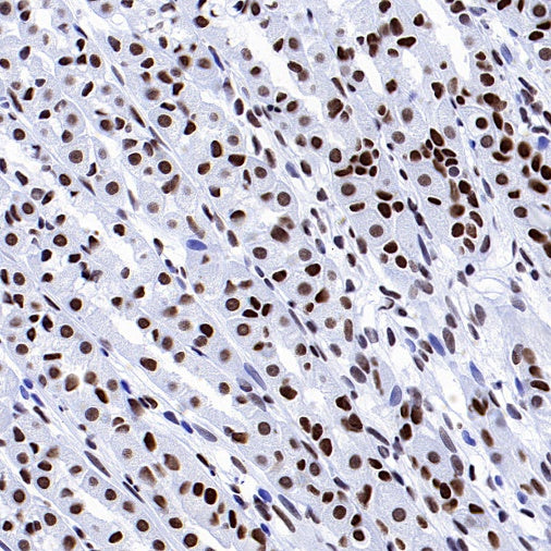 RIBEYE/CTBP2 Rabbit Polyclonal Antibody