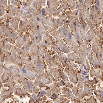 CD36 Recombinant Rabbit mAb,PBS Only (SDT-358-19)