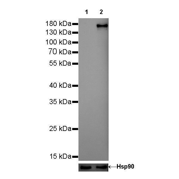 Product image media
