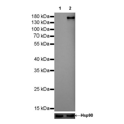 Product image media