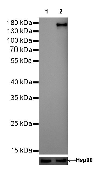 S-RMab® ErbB2 Recombinant Rabbit mAb,PBS Only (SDT-069-57)