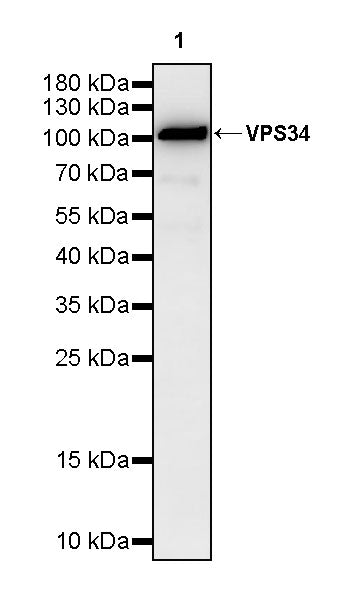 VPS34 Recombinant Rabbit mAb