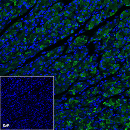Claudin18.2 Recombinant Rabbit mAb,PBS Only (SDT-102-24)