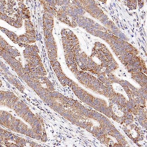 Thioredoxin/TRX Recombinant Rabbit mAb (S-1862-26)