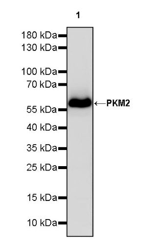 PKM2 Rabbit Polyclonal antibody