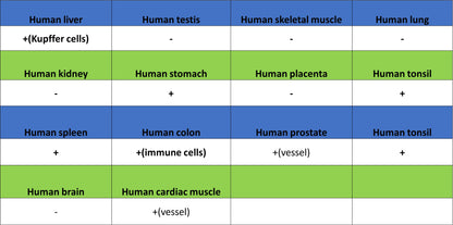 ADA Recombinant Rabbit mAb (S-5470)
