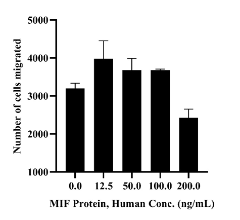 MIF Protein, Human