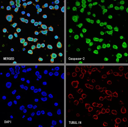 Caspase-2 Recombinant Rabbit mAb (S-3188-3)