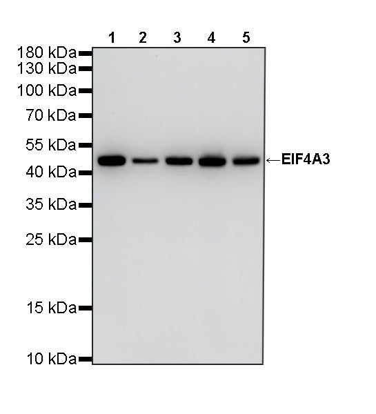 EIF4A3 Mouse mAb
