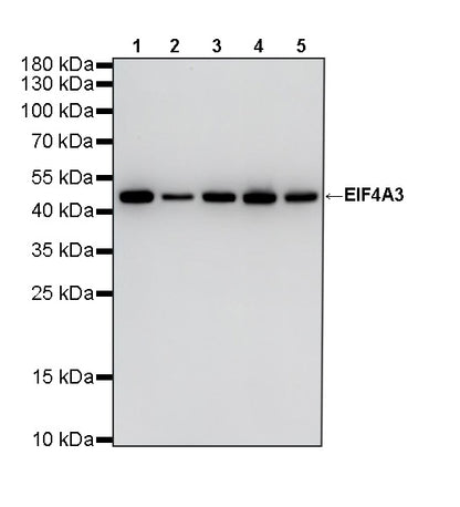 EIF4A3 Mouse mAb