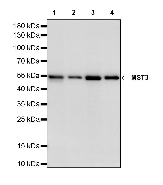 MST3 Recombinant Rabbit mAb (S-4026-22)