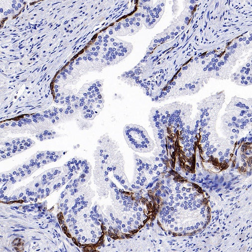 Connexin 43/GJA1 Rabbit Polyclonal Antibody