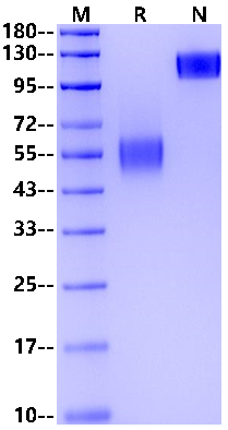 LAIR1/CD305 Fc Chimera Protein, Mouse