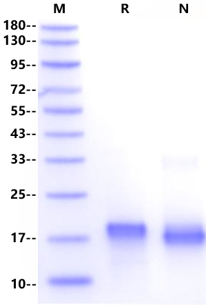 IL-10 Protein, Feline