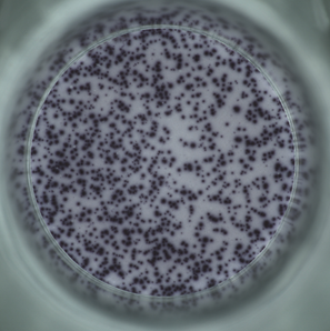 Human IFN-γ（ALP）OneStep ELISpot Kit
