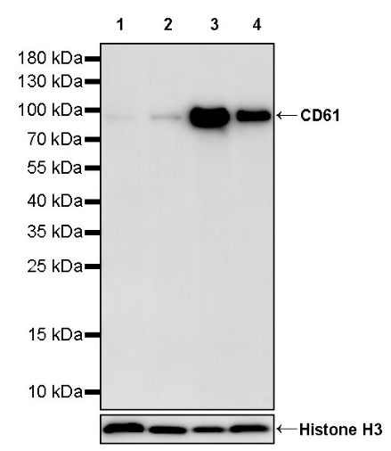 CD61 Recombinant Rabbit mAb (S-2515-6)
