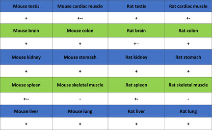 Tug Recombinant Rabbit mAb (S-4377-21)