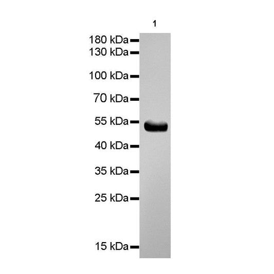 Product image media