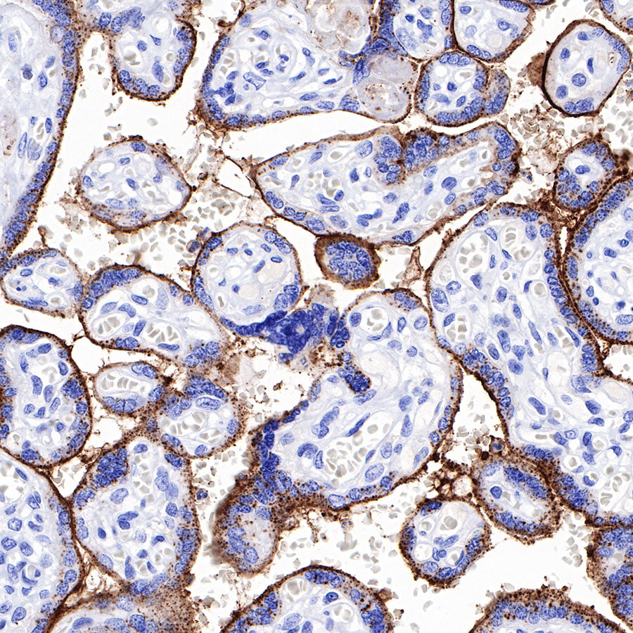 CD138 Recombinant Rabbit mAb,PBS Only (SDT-R120)