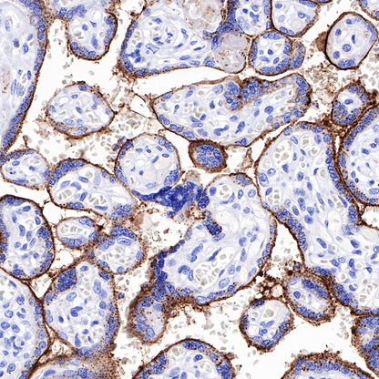 CD138 Recombinant Rabbit mAb,PBS Only (SDT-R120)