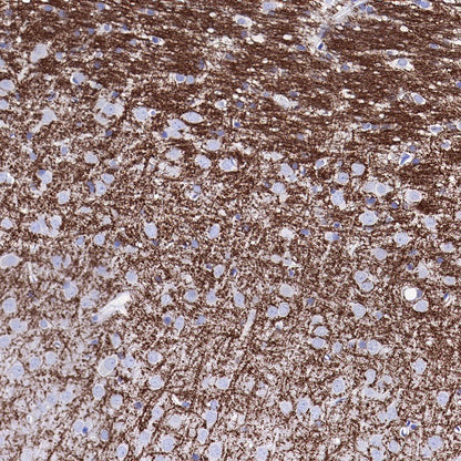 Myelin Oligodendrocyte Glycoprotein (MOG) Recombinant Rabbit mAb (S-1384-61)