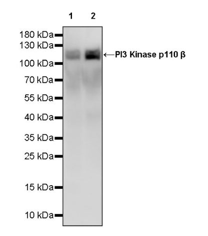 PI3 Kinase p110β Recombinant Rabbit mAb (S-1193-109)