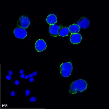 CD47 Mouse mAb (S-823-60)