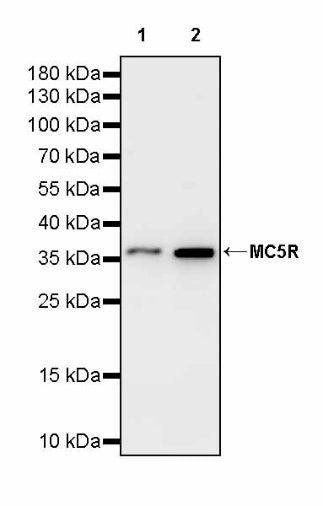 MC5R Recombinant Rabbit mAb (S-3142-41)