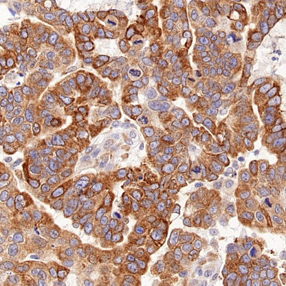 Cyclophilin B Rabbit Polyclonal Antibody
