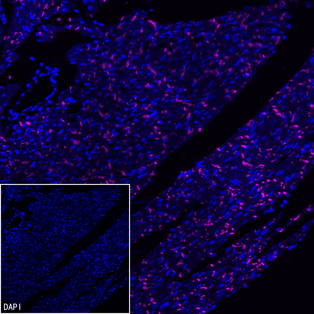 N-Cadherin Recombinant Rabbit mAb (Cy5 Conjugate) (SDT-329-12)