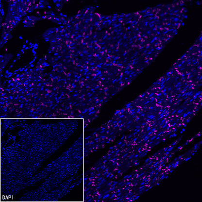 N-Cadherin Recombinant Rabbit mAb (Cy5 Conjugate) (SDT-329-12)