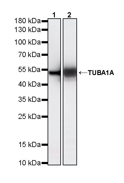 TUBA1A Rabbit Polyclonal Antibody
