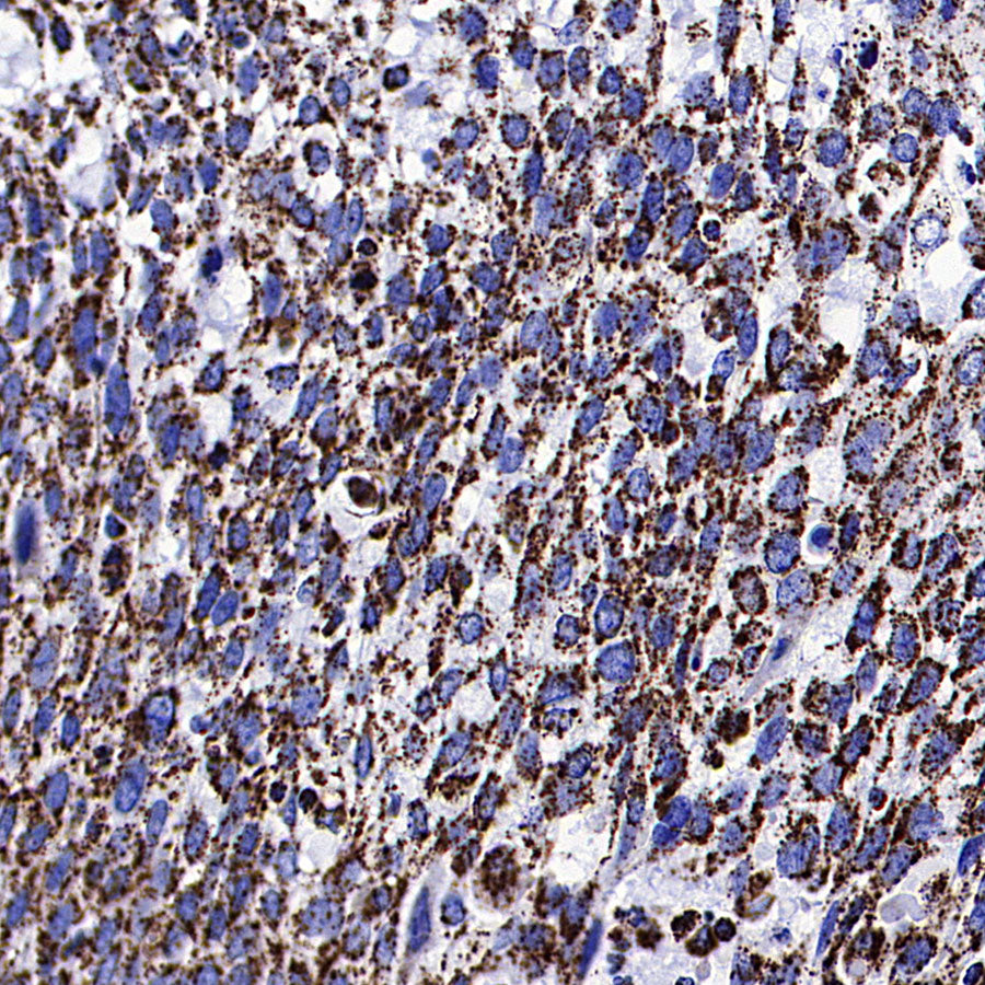 ATPIF1 Recombinant Rabbit mAb (S-3849-49)