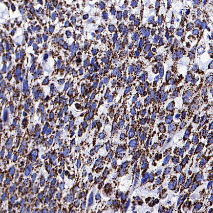 ATPIF1 Recombinant Rabbit mAb (S-3849-49)