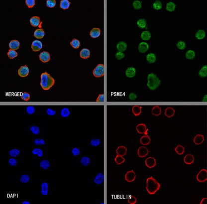 PSME4 Recombinant Rabbit mAb (S-3132-44)