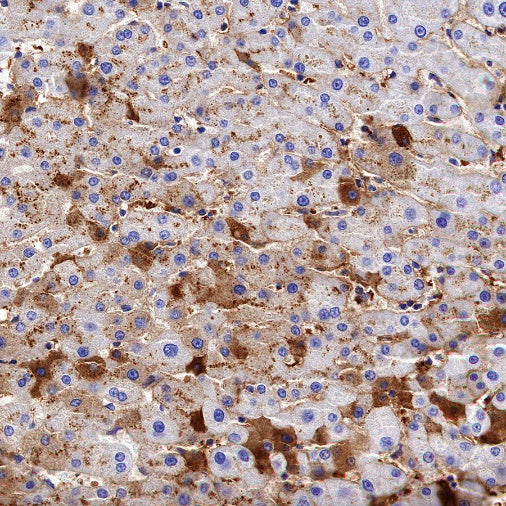 Citrate synthetase Recombinant Rabbit mAb (S-1708-56)