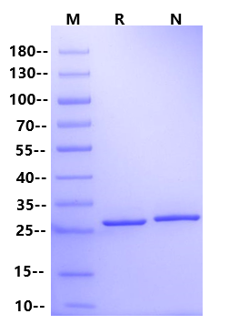 MMP-7/PUMP1 His Tag Protein, Human