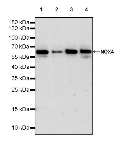 NOX4 Recombinant Rabbit mAb (S-2246-45)