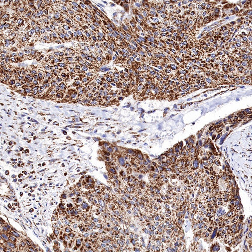 SHMT2/SHMT Rabbit Polyclonal Antibody