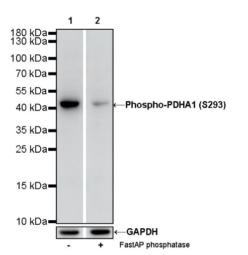 Phospho-PDHA1 (S293) Recombinant Rabbit mAb (S-1729-25)