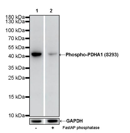 Phospho-PDHA1 (S293) Recombinant Rabbit mAb (S-1729-25)
