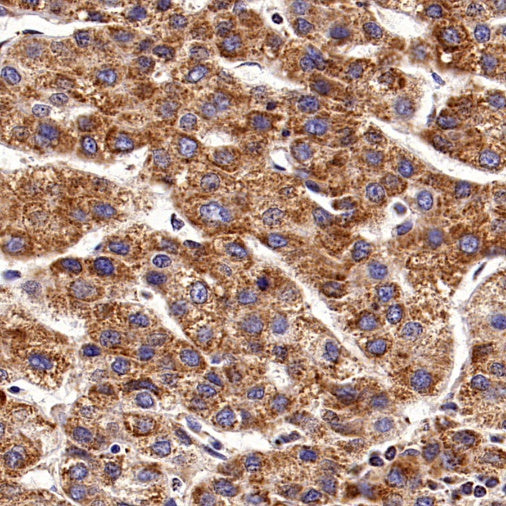 Rheb Rabbit Polyclonal Antibody