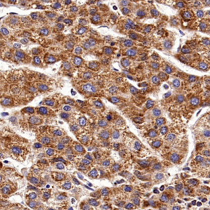 Rheb Rabbit Polyclonal Antibody