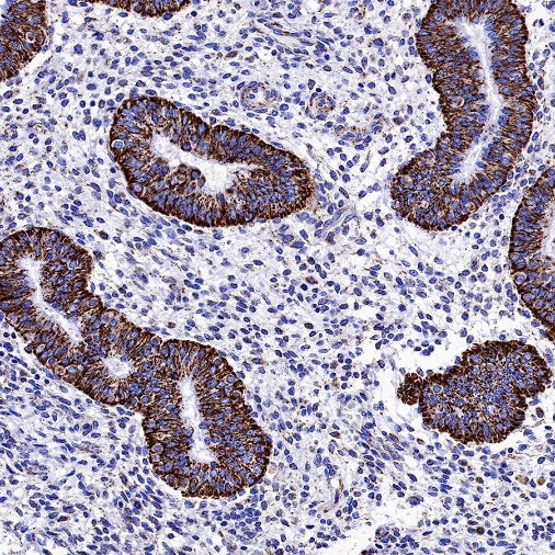 AIF Recombinant Rabbit mAb (S-948-54)