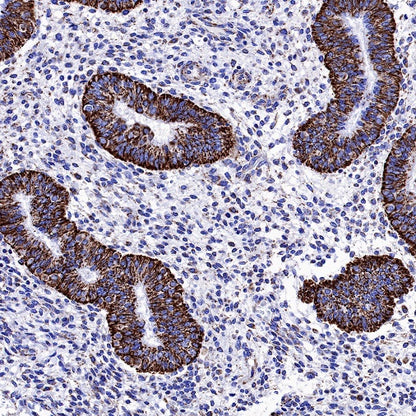 AIF Recombinant Rabbit mAb (S-948-54)