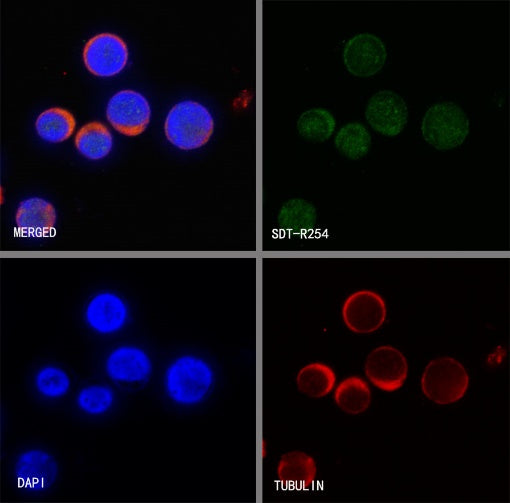 Caspase-7 Recombinant Rabbit mAb (S-R254)