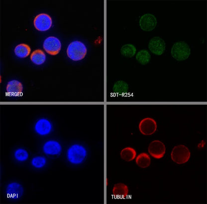 Caspase-7 Recombinant Rabbit mAb (S-R254)