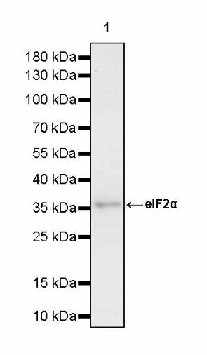 eIF2α Rabbit Polyclonal Antibody