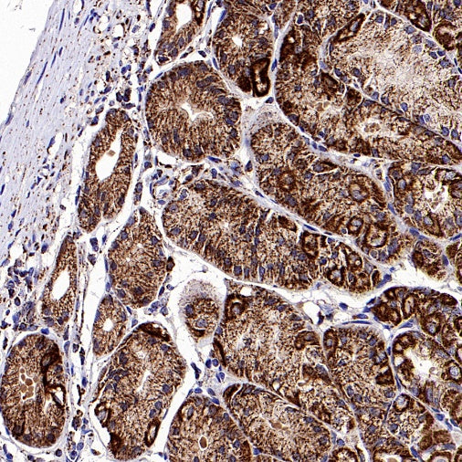 Fumarate hydratase Recombinant Rabbit mAb (SDT-2434-54)