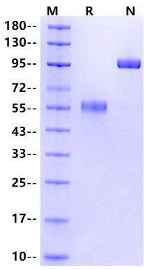 BDCA2/DLEC4C Fc Chimera Protein, Human
